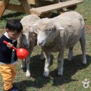 양들의 천국, 남해 양모리학교 ‘엄마, 음메에에~ 양 만나러 가요 이미지