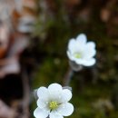 연지골 | 울산 문수산 노루귀 '22.3.20