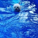 오구오구 이미지