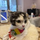 소중하냥 이미지