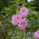 접시꽃(hollyhock) 이미지