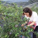 비봉농원 이미지