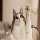 냥냥펀치 이미지