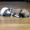 마리이야기 이미지