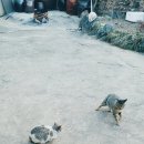 창대사료 티스토리