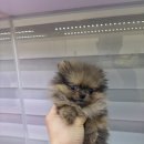 댕댕프렌즈 이미지