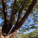 하광교 | 광교산 시루봉 후기(하광교소류지-종루봉-시루봉 코스)