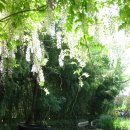 모네의 정원 이미지