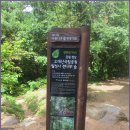 [8월 3일(일요일)]오대산 천년의 숲길 선재길(월정사-상원사) 트래킹 이미지