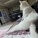 그루밍154 이미지