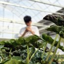 헬로우마켓 | 고양화훼단지 헬로우가든마켓 리뷰 주말 이색데이트 고양놀거리 추천