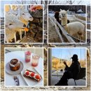 수목원목장 | 가평 수목원 가볼만한곳 양떼목장 카페 같이삽시다 촬영지