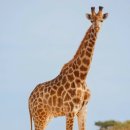 #2992 나는 누구인가? - 목이 긴 기린은 기웃둥 거린다. A giraffe with a long neck snoops around 이미지