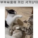 냥이~부부싸움 이미지