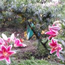 선희농장 이미지