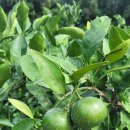 삼달1리 이미지