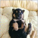 예명약국 이미지