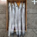 불금특가 생물갑오징어/ 크기대비 강추 大 먹갈치 이미지