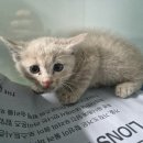 한국 고양이 이미지