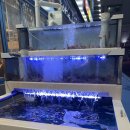 중앙87 | 안산 고잔동 횟집추천 안산맛집 윤선장어시장 안산중앙점 솔직후기