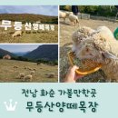 평새말목장2 | 전남 화순 가볼만한곳 <무등산양떼목장> 건초 먹이주기 체험