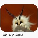 아미 蛾眉 (나방 아, 눈썹 미) 이미지