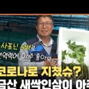 금산인삼이