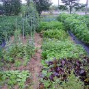 레디쉬 휴 이미지