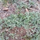 가정지천 이미지