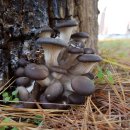 느타리공원 이미지