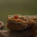 관악동물종합병원 | 🐾 이국적 동물 전용 병원 찾는 법 (국내 병원 리스트 포함)