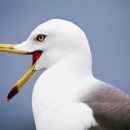 동갈매기 이미지