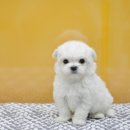 아이러브펫동물병원 이미지