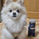 비젼케어 | [강아지종합영양제추천] 메디펫케어 미코펫 비전 눈건강 케어 강아지영양제 후기