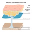 멍도씨(mung℃) | 3개월만에 투턱 없애고 V라인 된 후기 (시술 X, 성형 X)