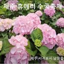 수국수국 이미지