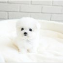 세종메디칼 | 세종강아지분양 고양이분양 파라다이스펫 후기