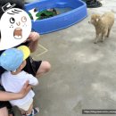 관산동 290 쥬쥬동물원 앞 | 쥬쥬랜드 내돈내산 방문 후기