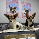 데일리로(DailyRo) | [데일리로] 강아지 수비드 화식 내돈내산 후기