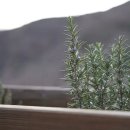 로즈마리 이미지