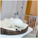 메가펫 애견호텔 이미지