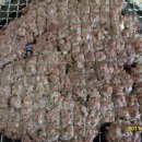 석쇠불고기 - 수원시 권선구 상탑로 36 | 석쇠불고기