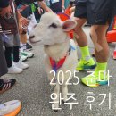 온의유치원 | 2025 춘천마라톤 10km 후기 – 양과 함께 달리는 춘천마라톤