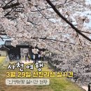 사천시 특별교통수단 | 2026 사천 선진리성 벚꽃 개화상황! 축제 전 미리 다녀온 후기 (주차/일정/꿀팁)