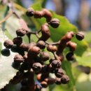 은옥농장 이미지