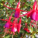 칠갑산농원 이미지