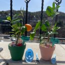 용인초등학교(병설) 이미지