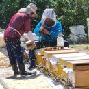 한국양봉산업 이미지