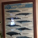 소라고래집 이미지