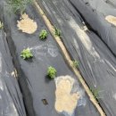 연곡농장 이미지